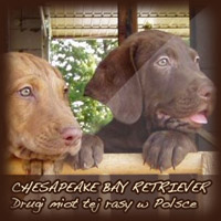 CHESAPEAKE BAY RETRIEVER
Drugi miot tej rasy w Polsce